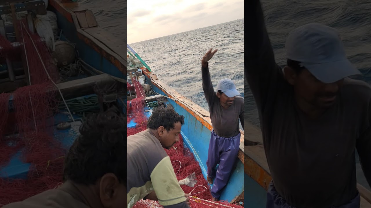 Ghol Fish Net Fishing Gujarat India. ( Tactic for Gholfish catching )