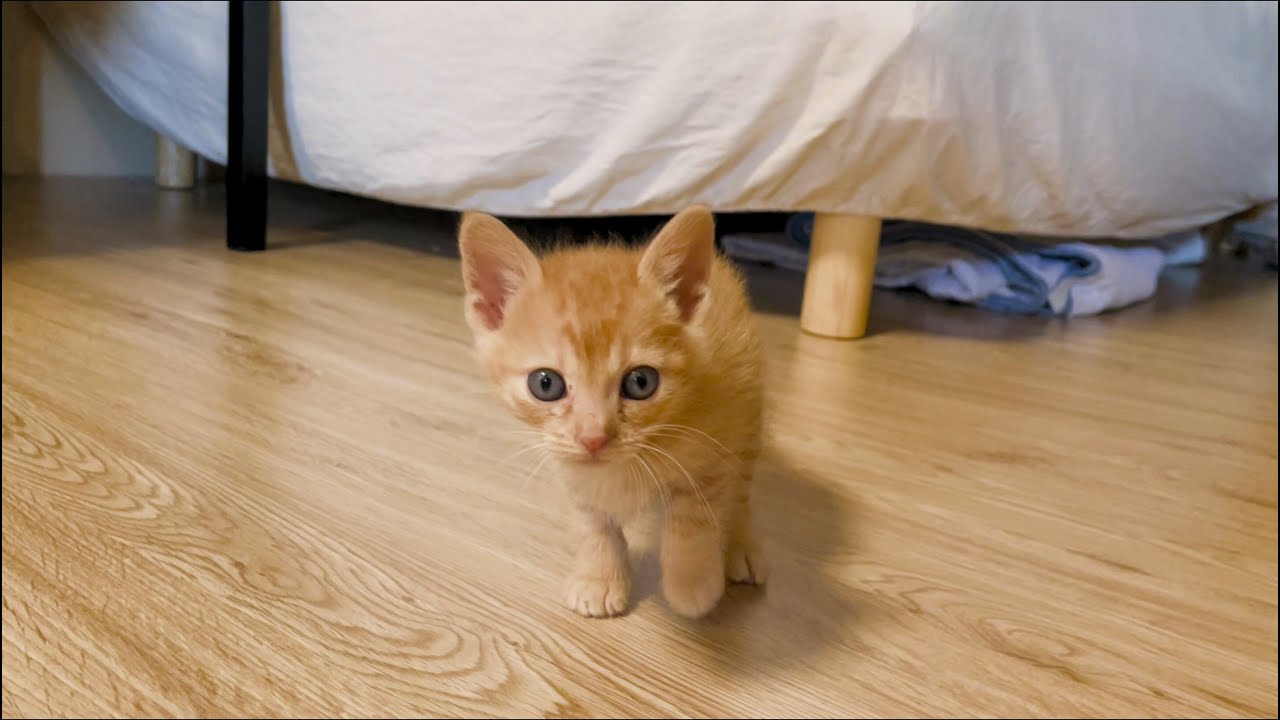 おうちの中の冒険でワクワクが止まらない子猫たち【茶トラ猫姉妹】