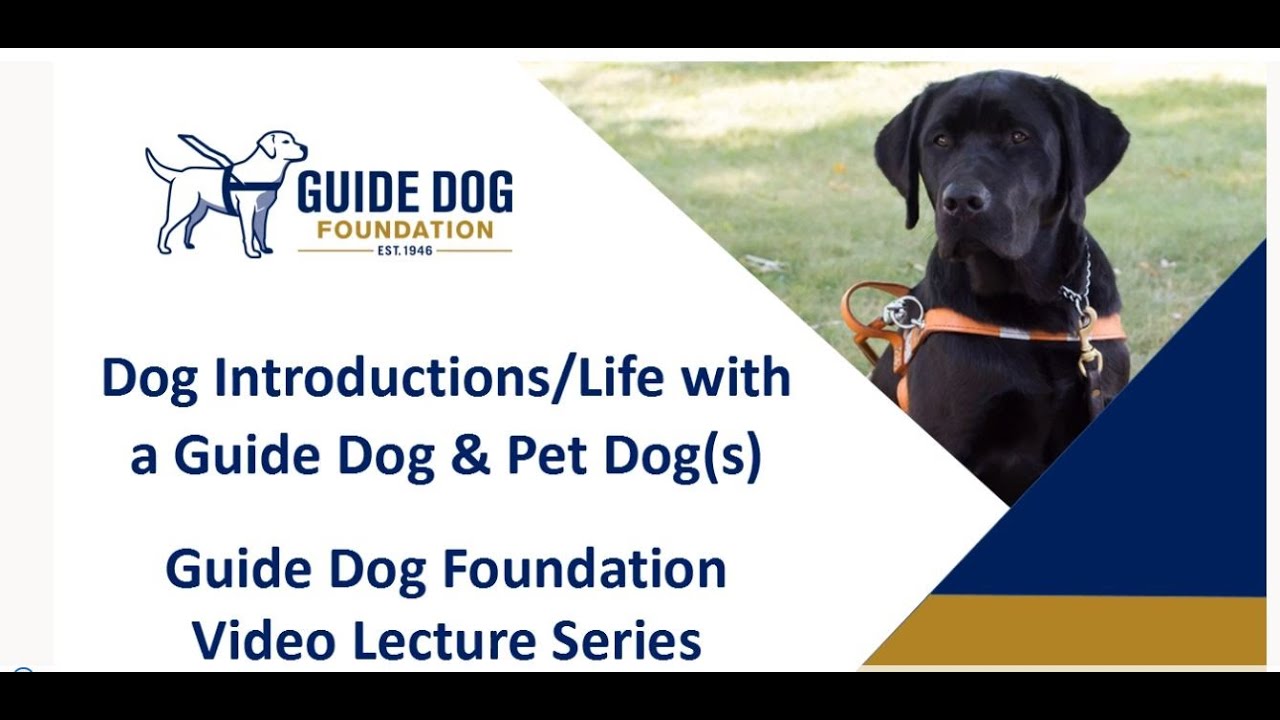 Dog Introductions: Life with a Guide Dog & Pet Dogs