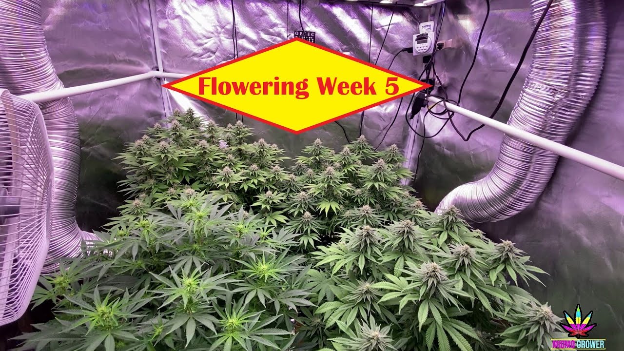 Optic Slim 320H & 600H LED Grow - Week 4 of Flowering - Quick Update 11