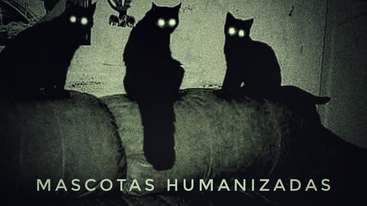 LOS GATOS QUE HABLAN