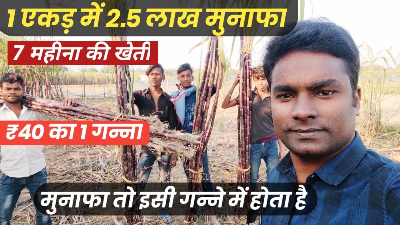 ऐसे करें इस गन्ने की खेती होगा बंपर मुनाफा ganne ki kheti // Black sugarcane