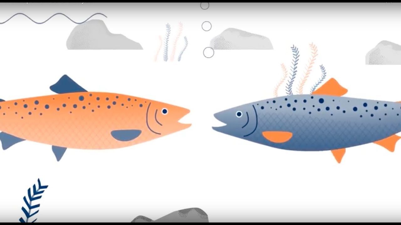 K Fishways: This is what it's about
