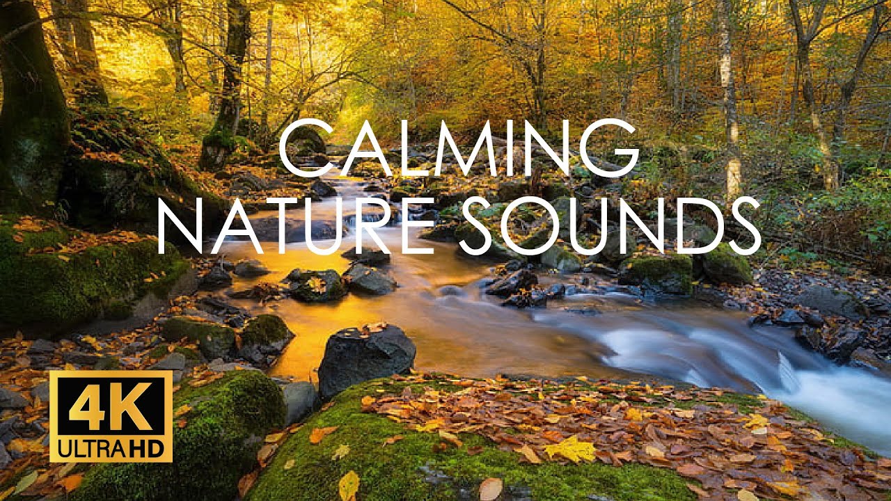 Relaxing Forest Stream (4k). Calming Nature Sounds. Relaxing Music for Stress Relief, Sleep, Study