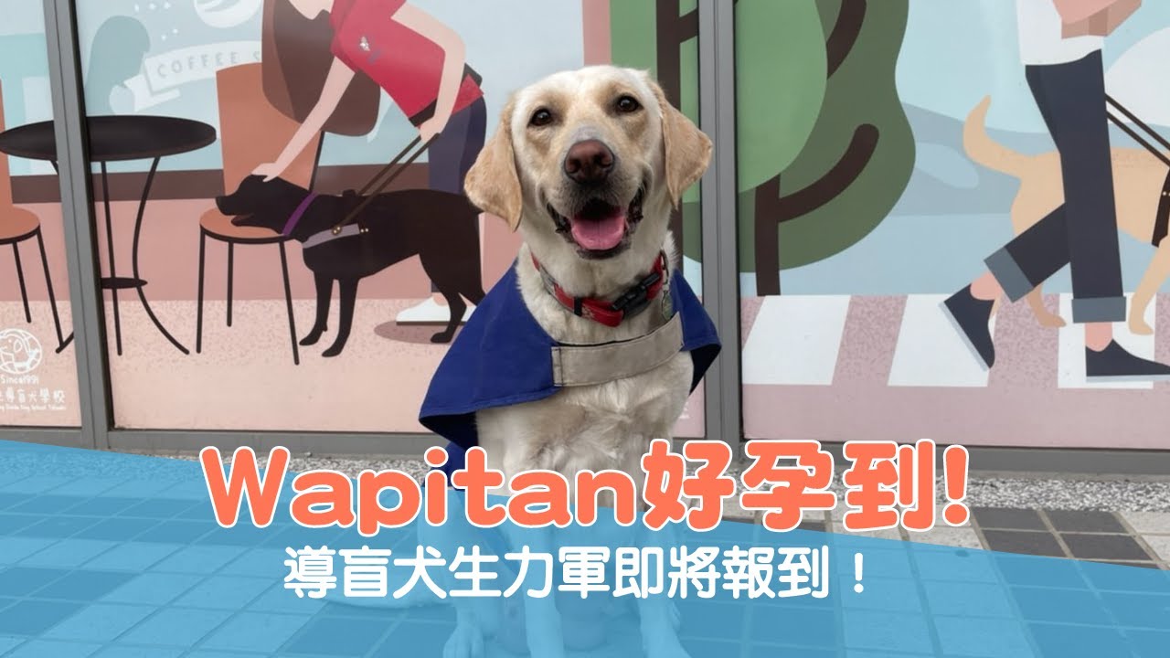 【導盲犬日常 Ep.79】Wapitan好孕到！導盲犬生力軍即將報到！🍼💕