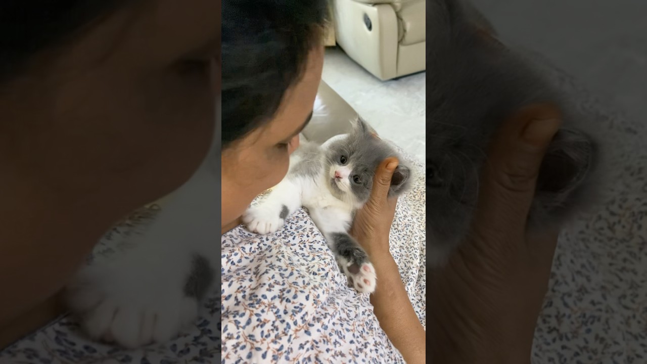 Shasha🐈mathiriye ni pandra da karuppa #cat #shorts