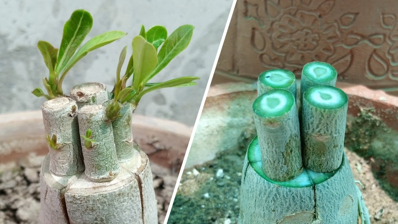 Adenium Multiple Grafting Method | Desert Rose Graft successful Result