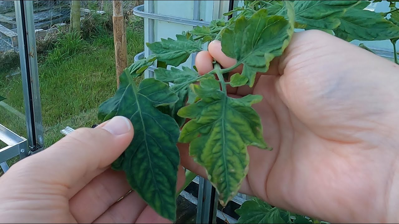 Tomato nutrient deficiency