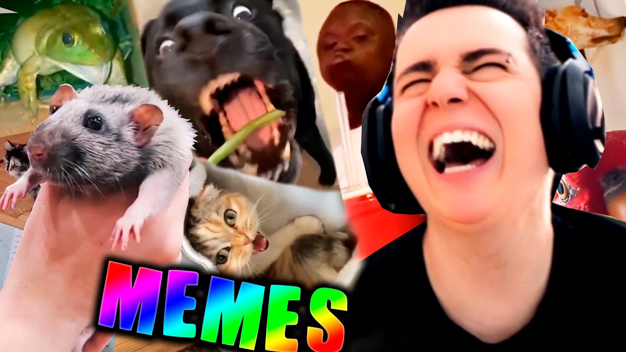 ANIMAL TIK TOK RANDOM MEMES DON'T LAUGH CHALLENGE