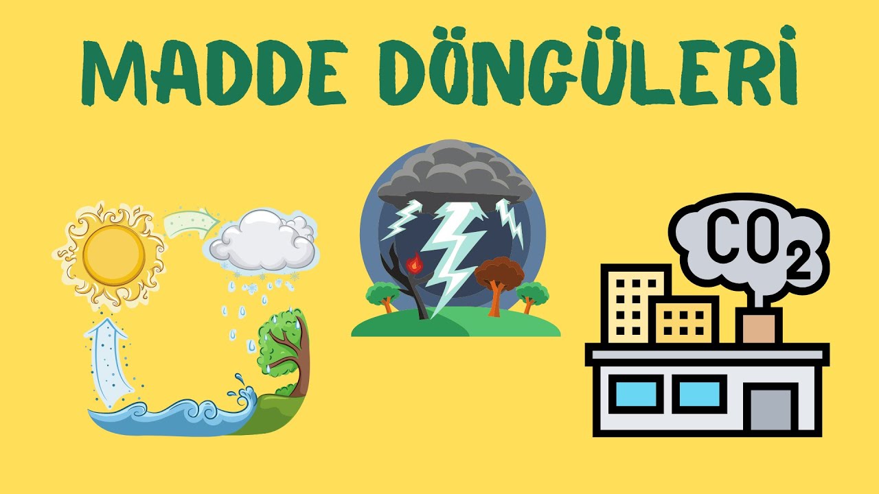 10. Sınıf Biyoloji: Madde Döngüleri