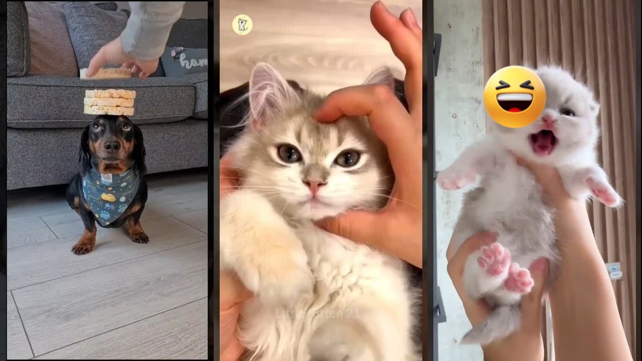 Cute Kittens 🐈‍⬛ Will Cheer you Up 🐈‍⬛ #worldofanimals Part 7894