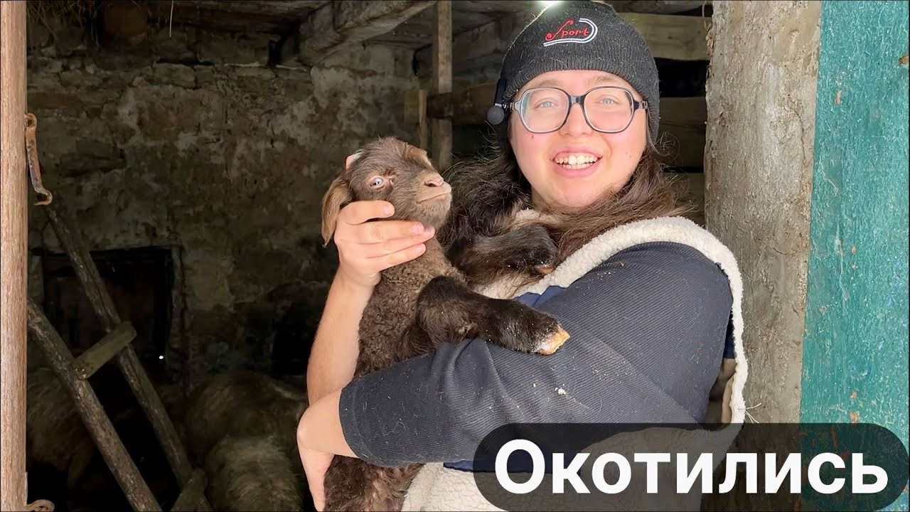 Віці окотились в лісі на снігу.