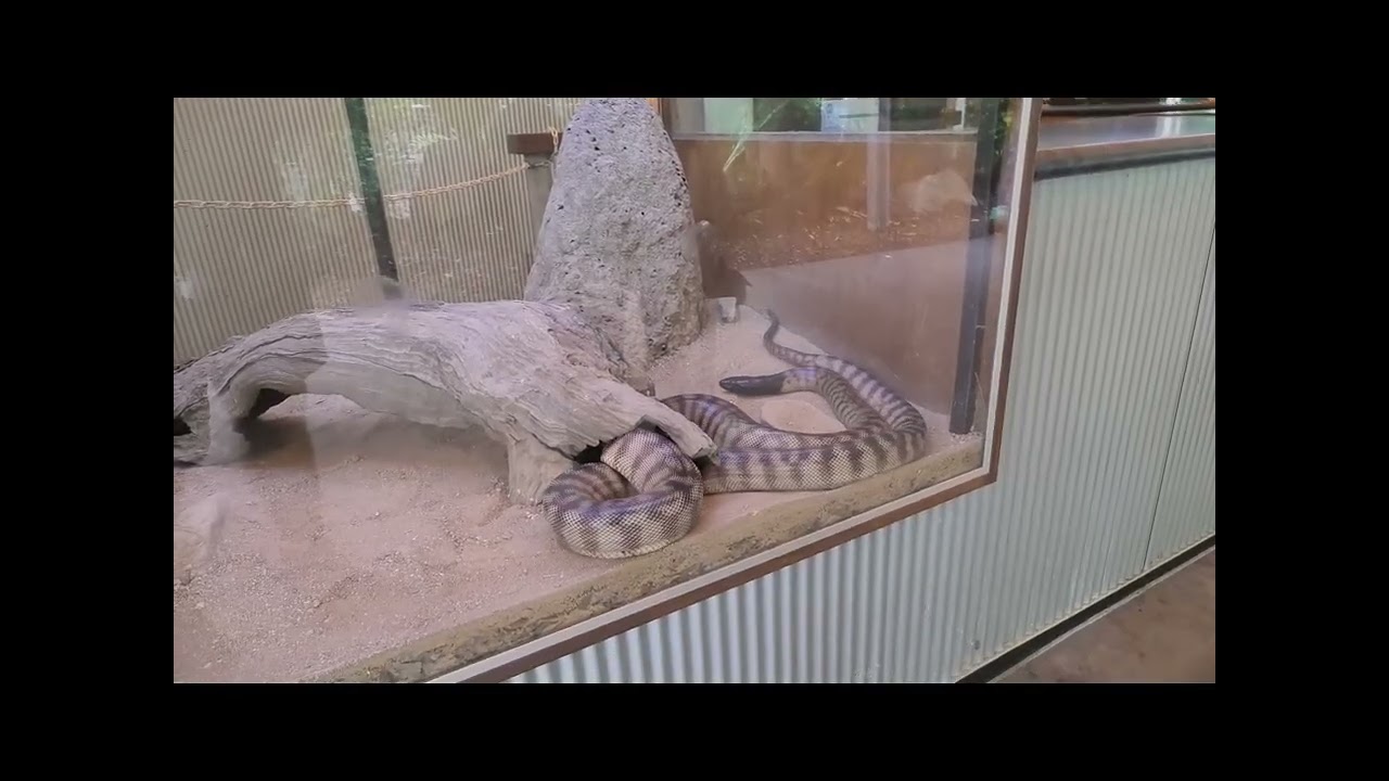 Hartly,s Crocodile Adventure,s  Part 4 :)