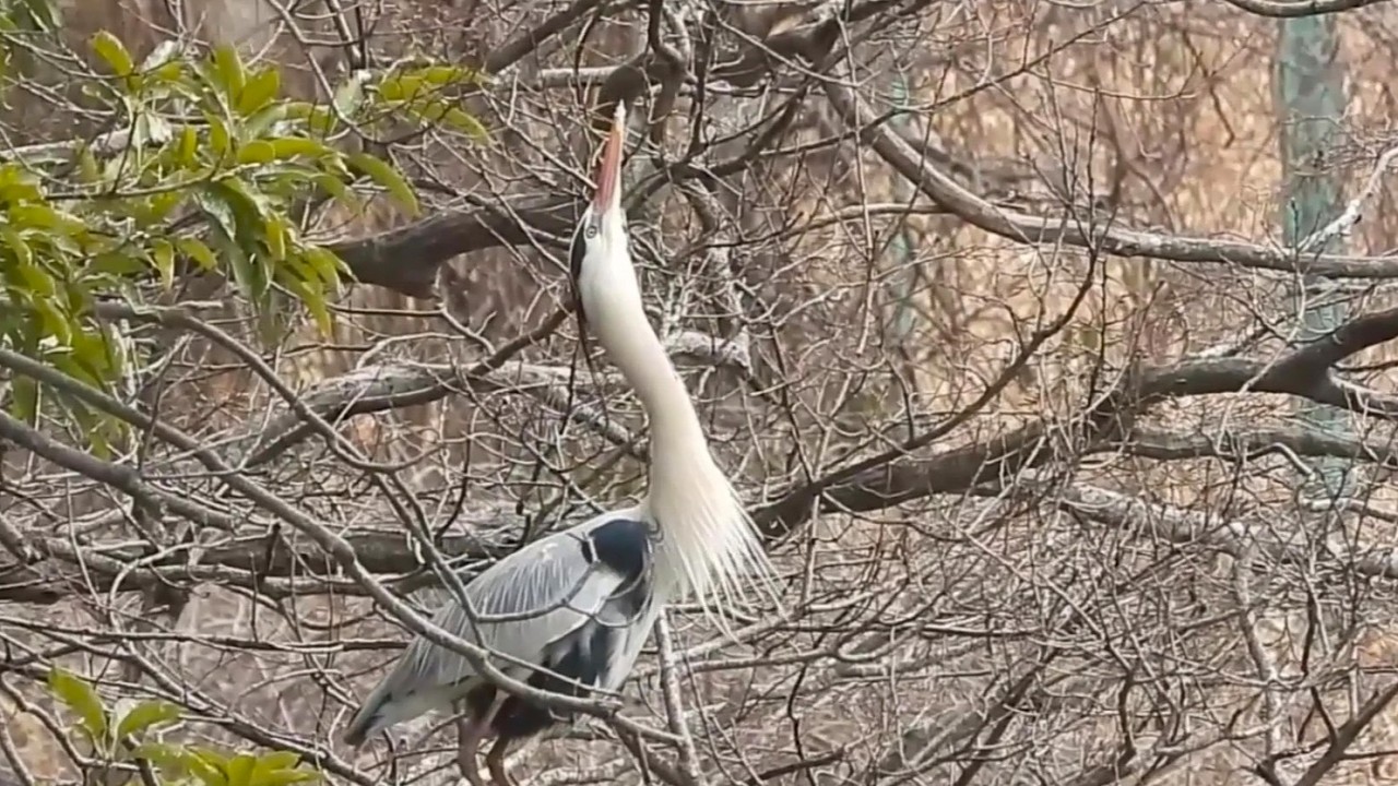 Spring Arrives as the Grey Heron Begin Nest Buildind