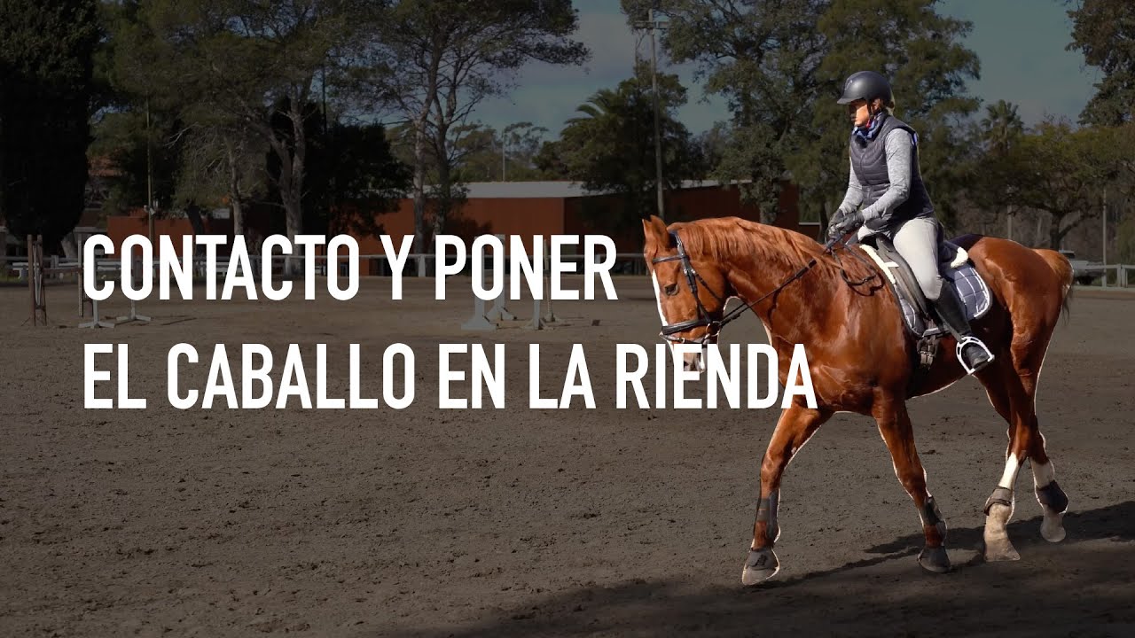 Contacto y poner el caballo en la rienda