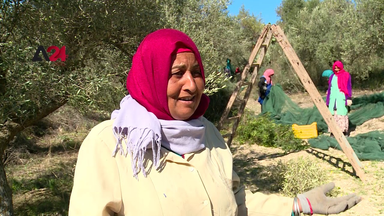 Tunisia| Women harvest olives in Beja