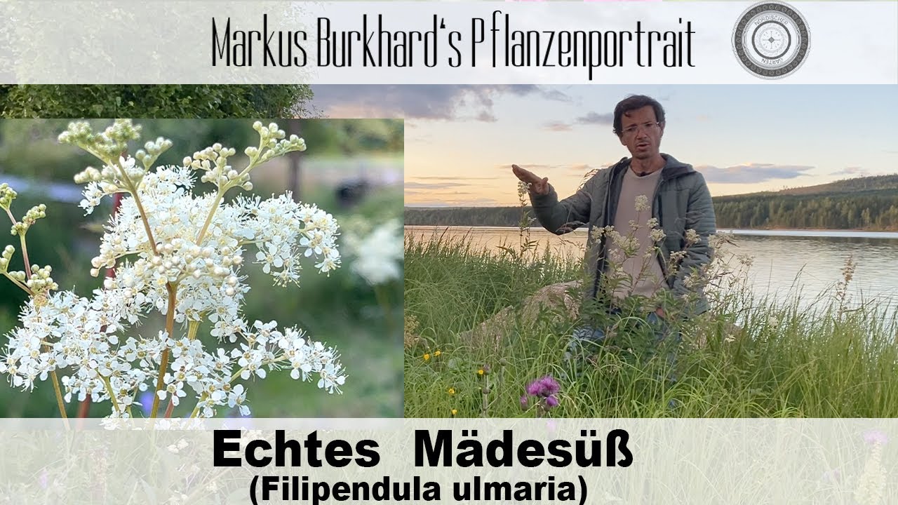SCHMERZEN? Verwende DIESE Pflanze! Mädesüß-Filipendula, Verwendung, Standort, Heilpflanze