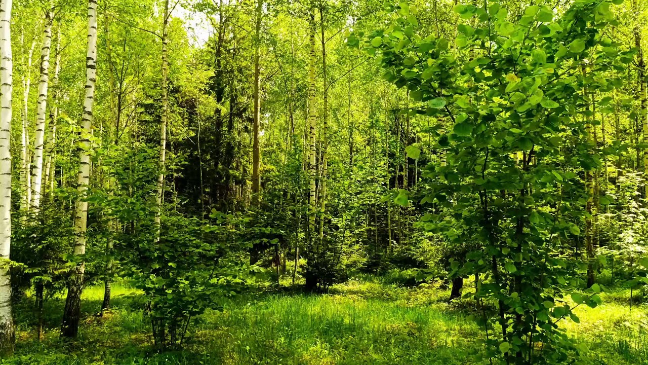 Birdsong in Forest 🌿 Peaceful Nature Sounds for Relaxation & Stress Relief