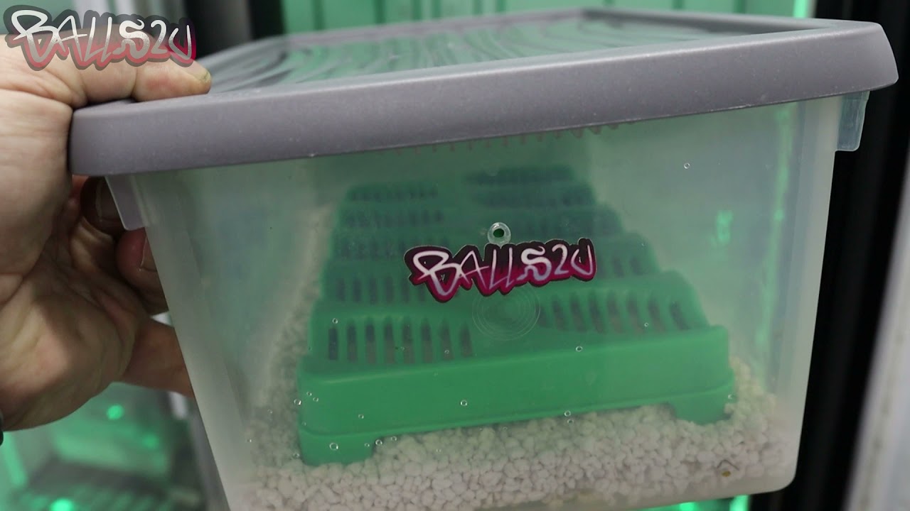 New Egg Box Setup And My New Incredible Incubator