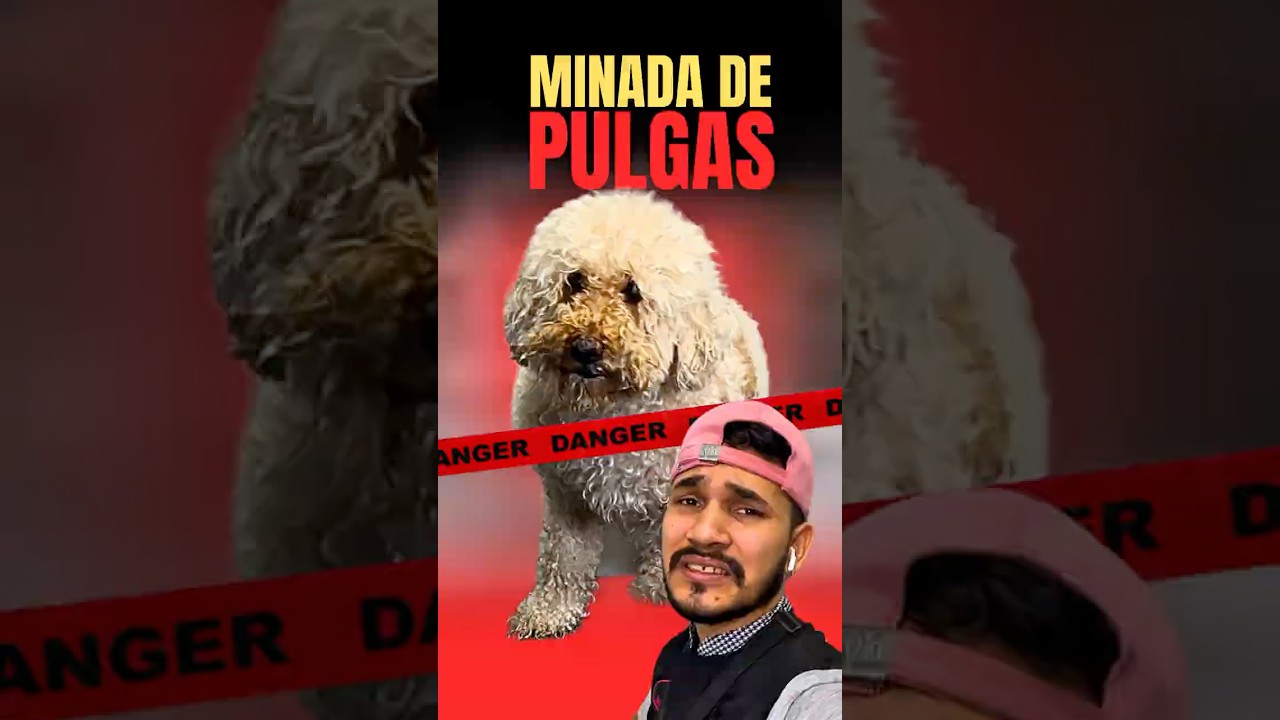 &iexcl;LAS PULGAS LE EST&Aacute;N CAUSANDO RONCHAS!⚠️🤯 BA&Ntilde;O MATAPULGAS🔥 #dog #pet #shorts