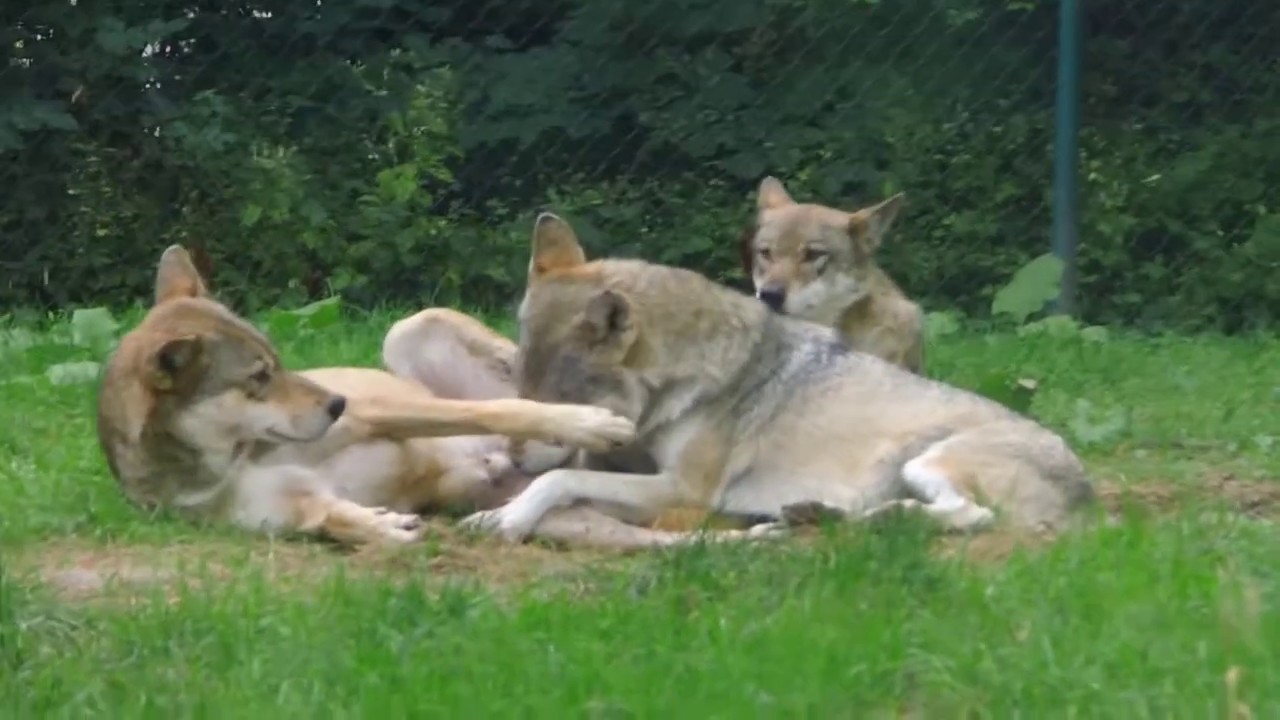 Alpha & Omega Wolf, best friends, grooming each other! Beste Freunde: Alpha & Omega Wolf im TG Worms