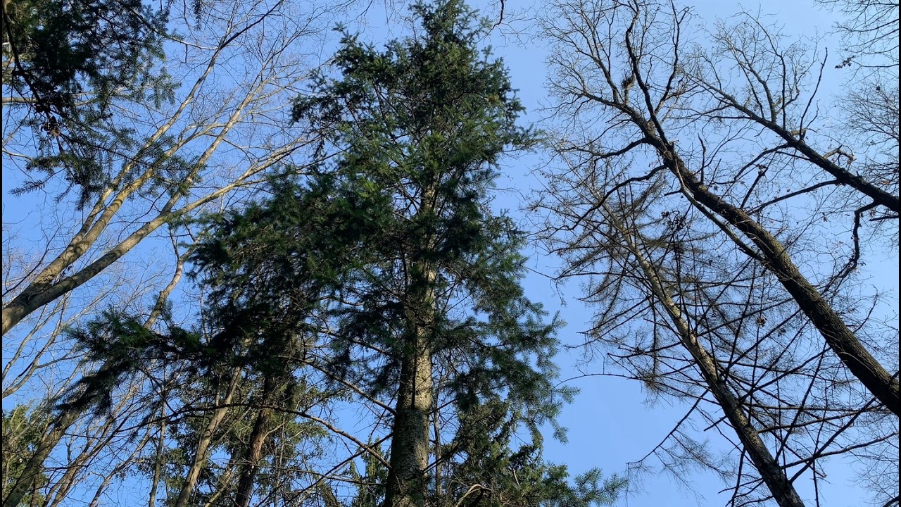 Kůrovec napadl stromy na Lesné. Město reaguje kácením