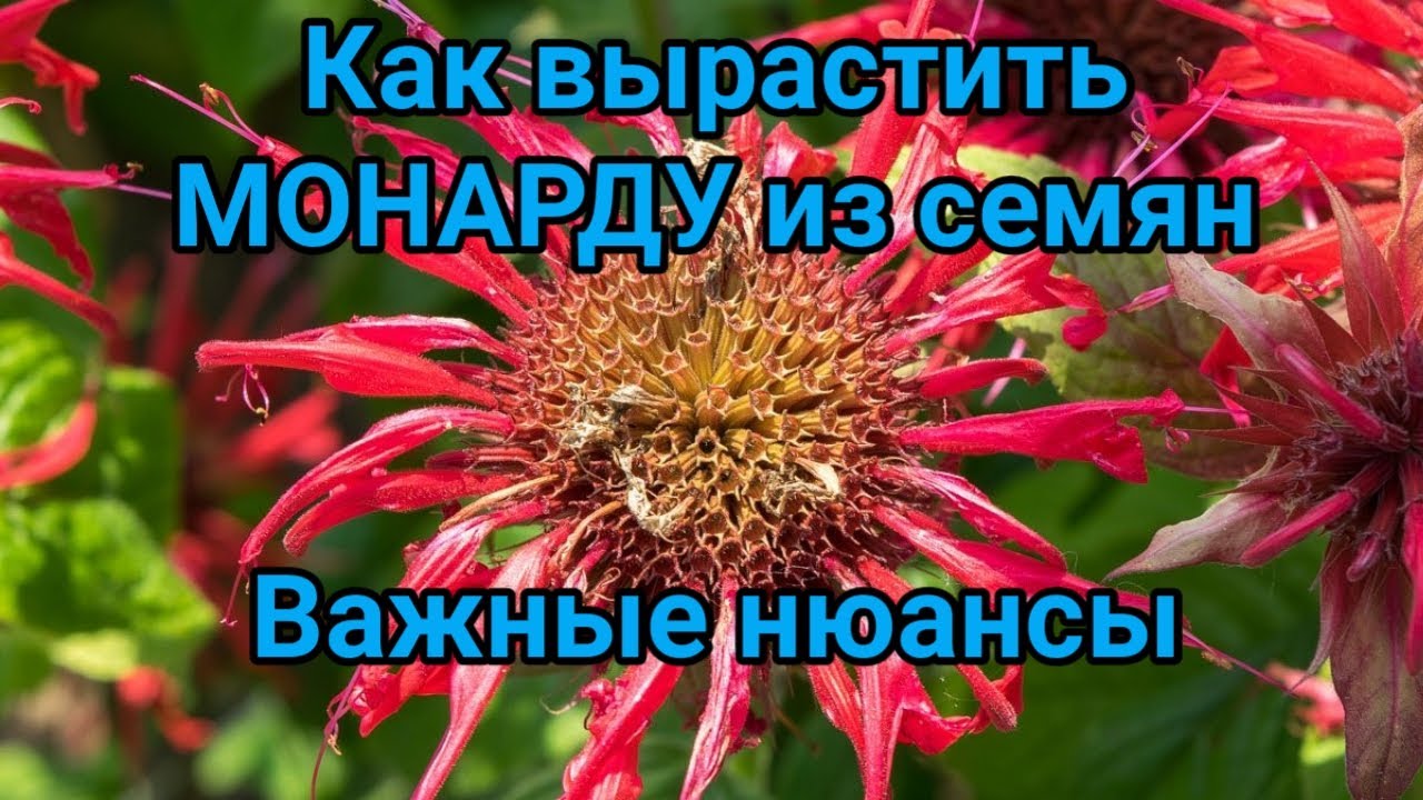 Выращивание монарды из семян