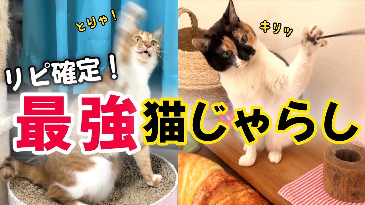 【猫おもちゃ】買ってよかった猫じゃらし｜猫姉妹大興奮！｜むいむい　ヨロコブラのひげ
