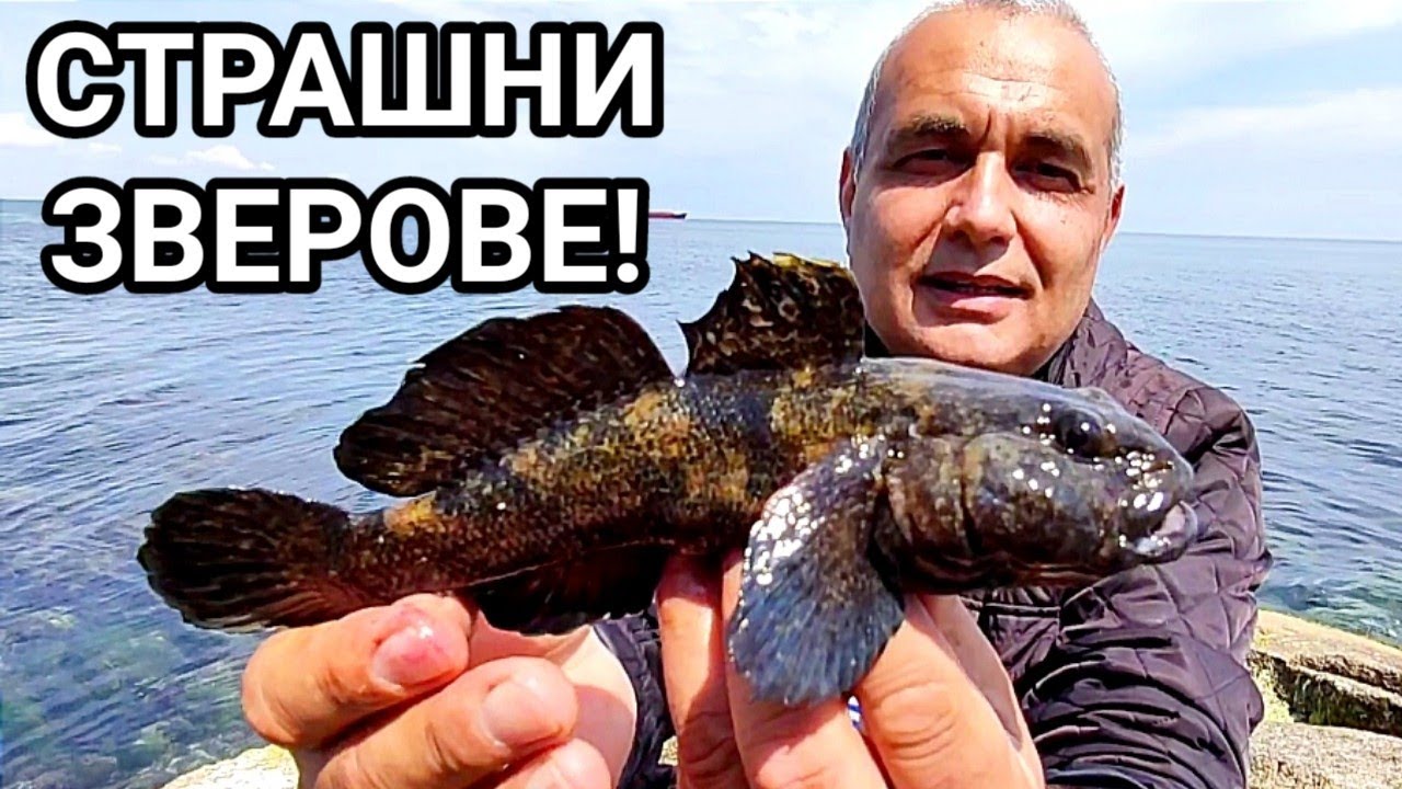 СТРАШЕН РИБОЛОВ НА ЕДРИ ХИЩНИ ПОПЧЕТА МЕЖДУ КАМЪНИТЕ В МЕСТНОСТ 