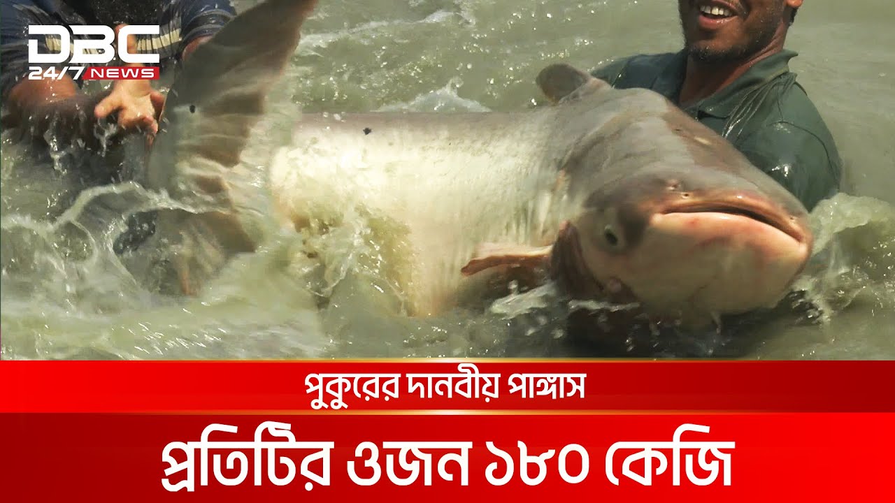 ১৮০ কেজি ওজনের পুকুরের পাঙ্গাস | DBC NEWS Special