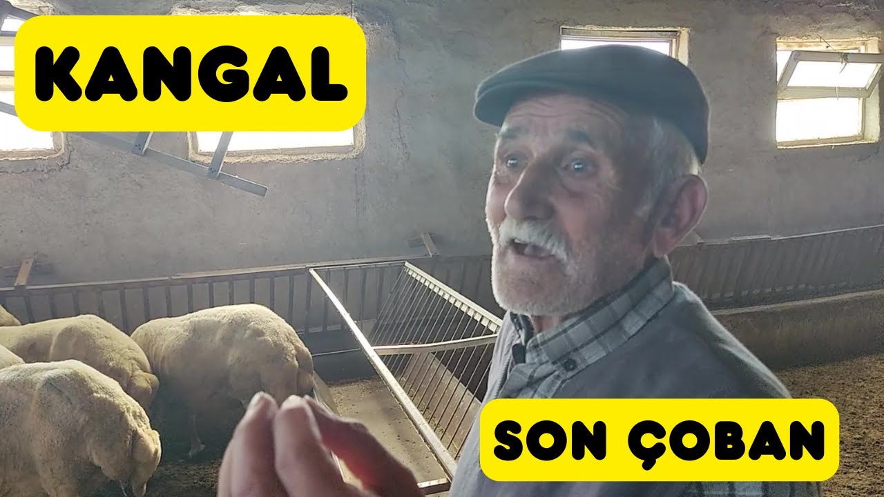 SON ESKİ KANGAL ÇOBANI (Rahmetli Hüranşarlı Bekir'in Çobanı)