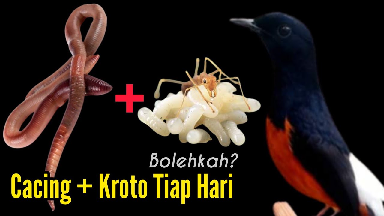 Cacing & Kroto Tiap Hari Waktu Dokor, Apakah Boleh? || Bengkel Murai Batu