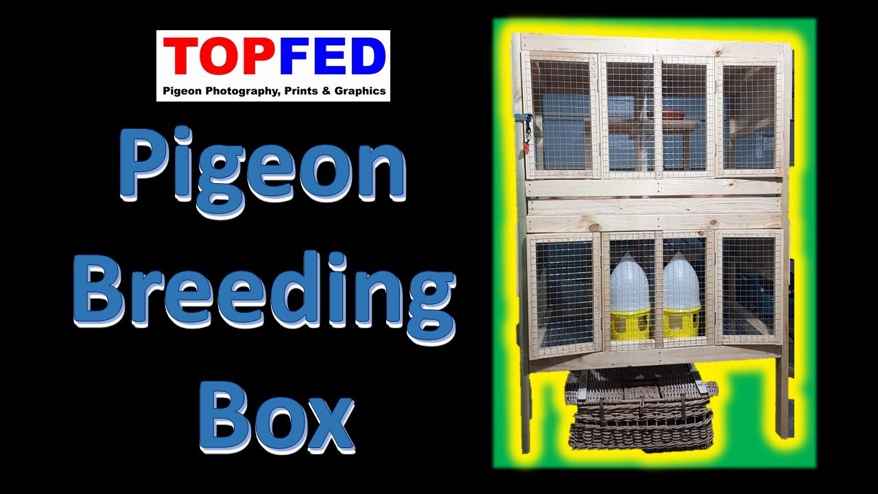 Pigeon Breeding Box