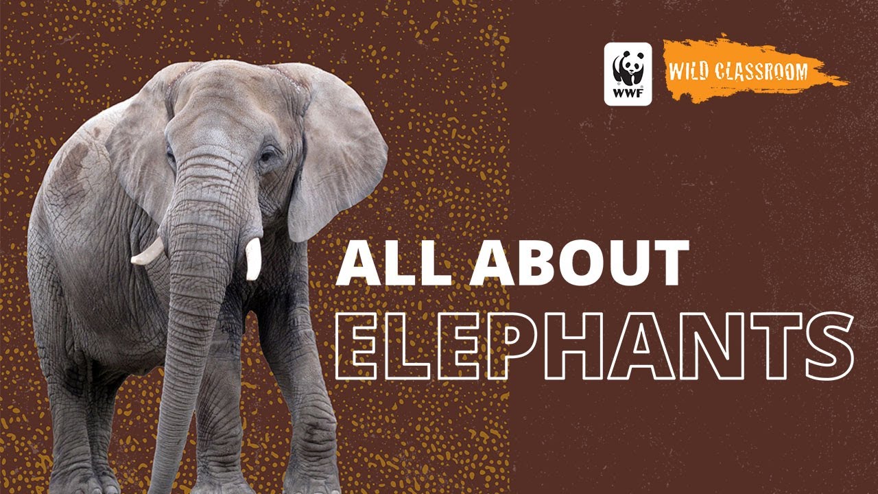 All About Elephants