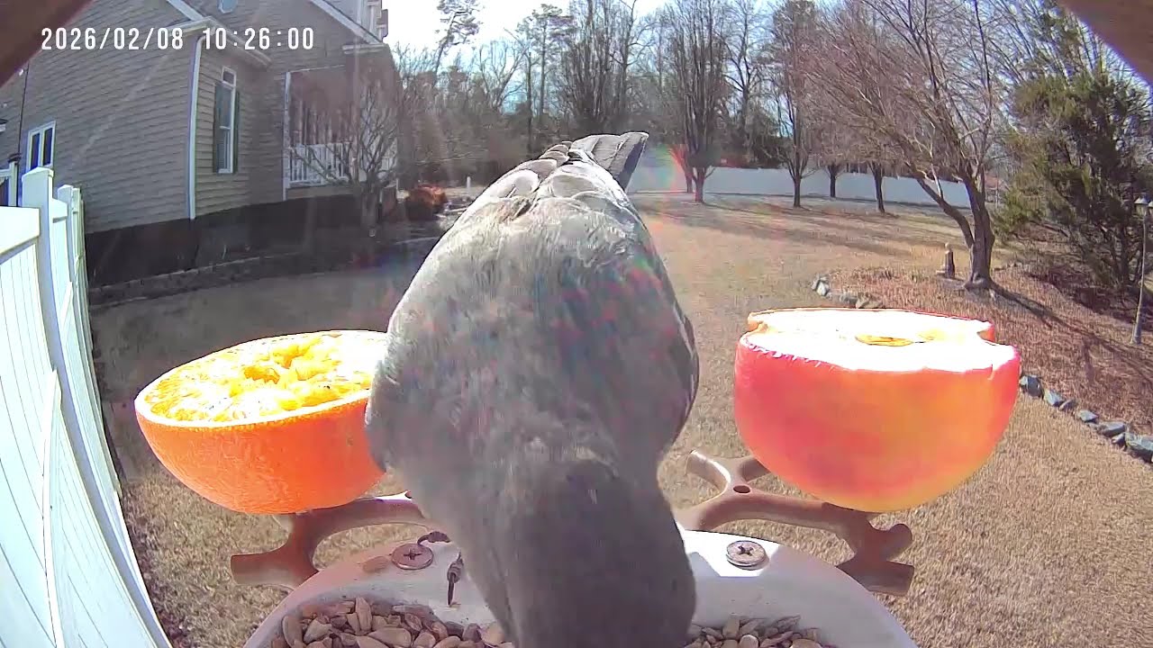 Action at the Bird Feeder