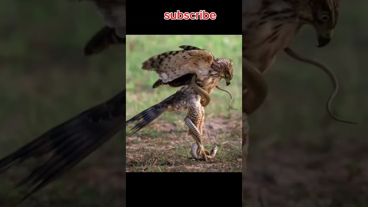 Bestanimals#youtobe #bestbirds #bestvideo #bestviarlvideo#bestbirds#bestanimals#