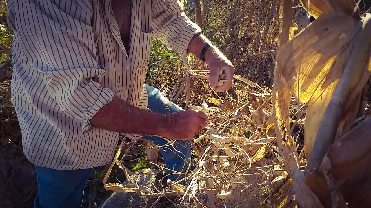 TEMPO DE COLHEITA! Mostrando o trabalho de colheita da fava.