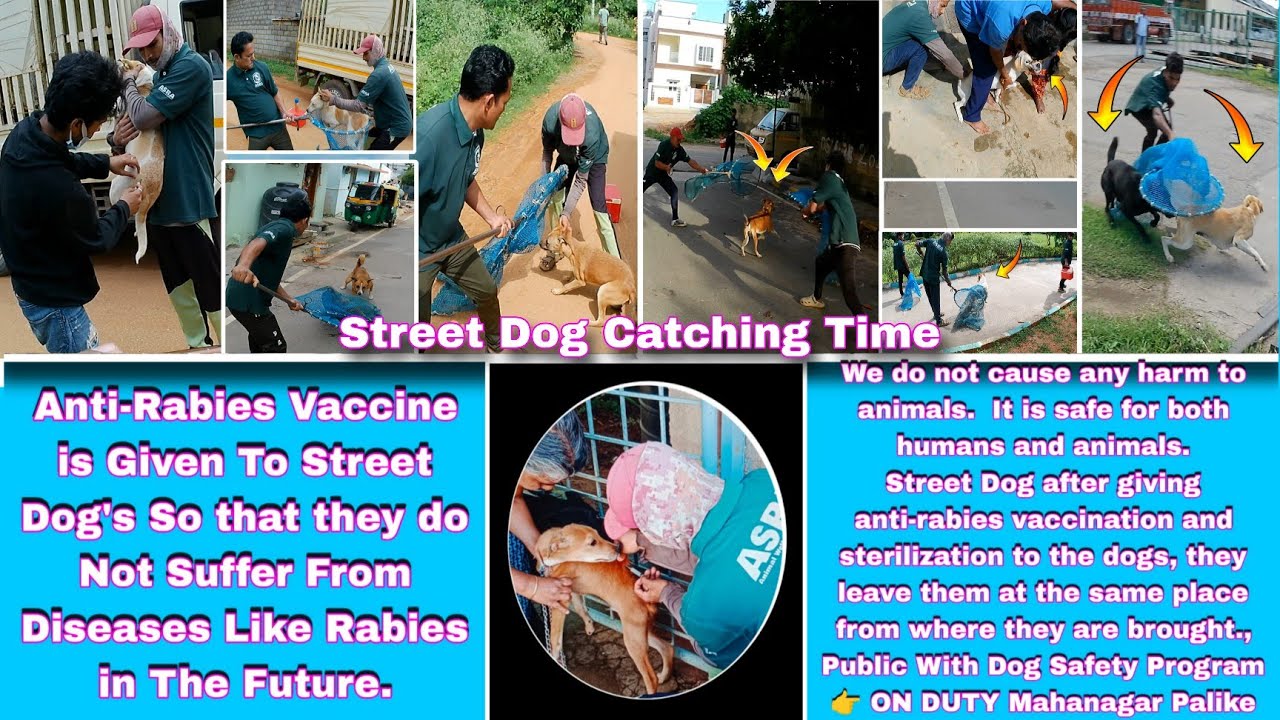 Abc Dog Catch Banglore City | How To Catch Street Dog | Vaccine For Dog's #streetdogplanet44 #vlog 