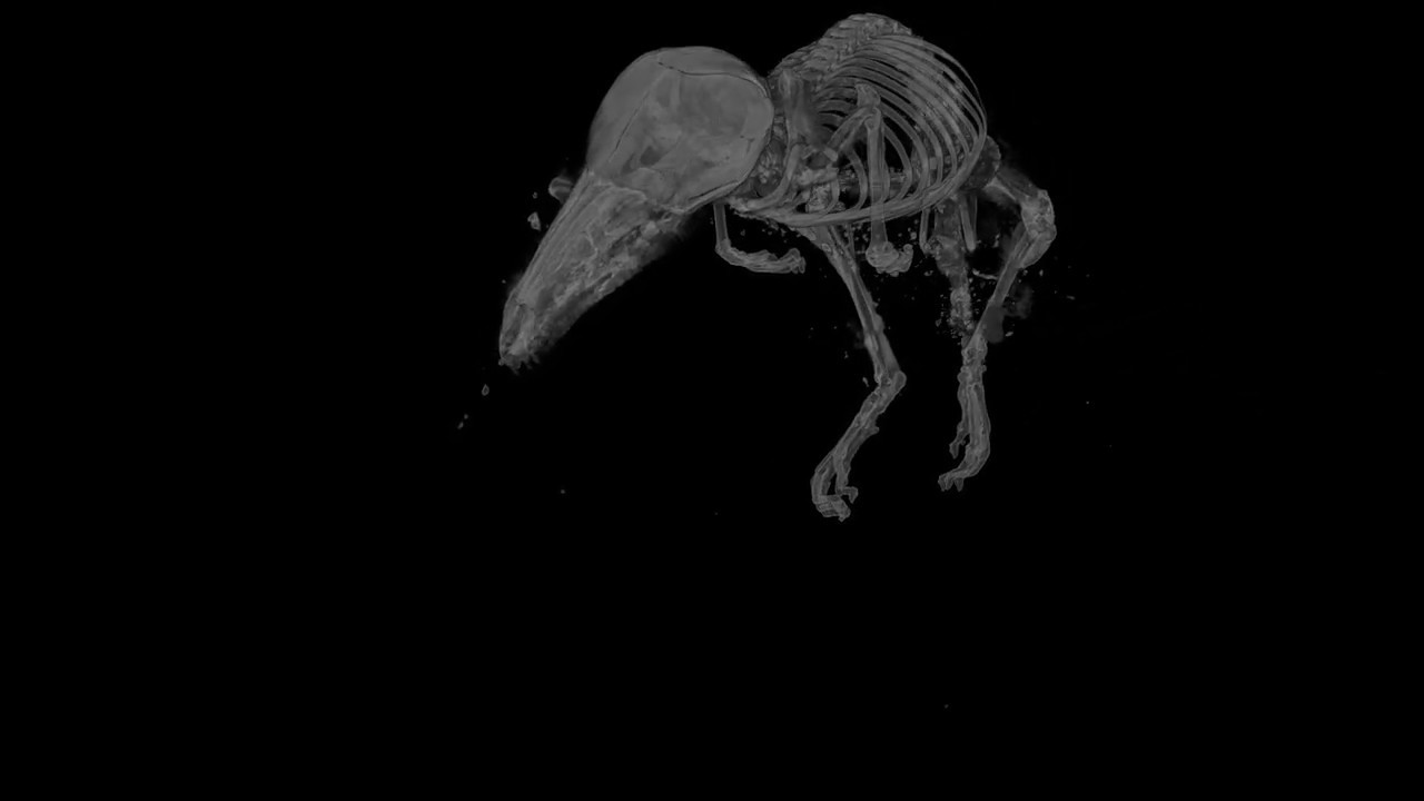 Digitalizacja przy użyciu mikrotomografu (SkyScan 1276, Bruker) - ryj&oacute;wka aksamitna (Sorex Araneus)