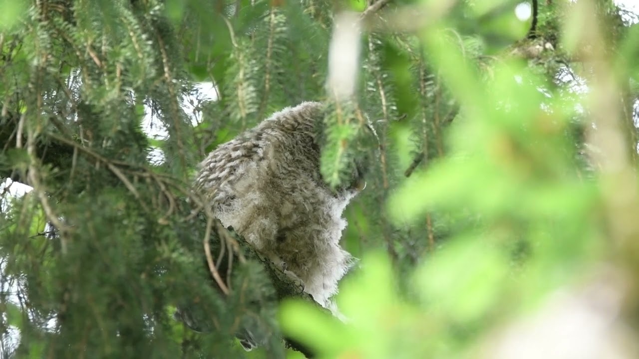 アメリカフクロウの赤ちゃん飛び始めました！