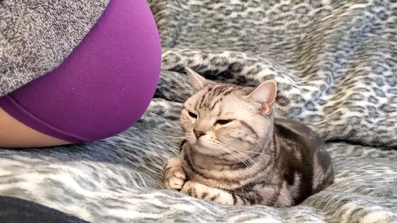 【フレーメン反応】猫に直接おなら嗅がせてみた笑