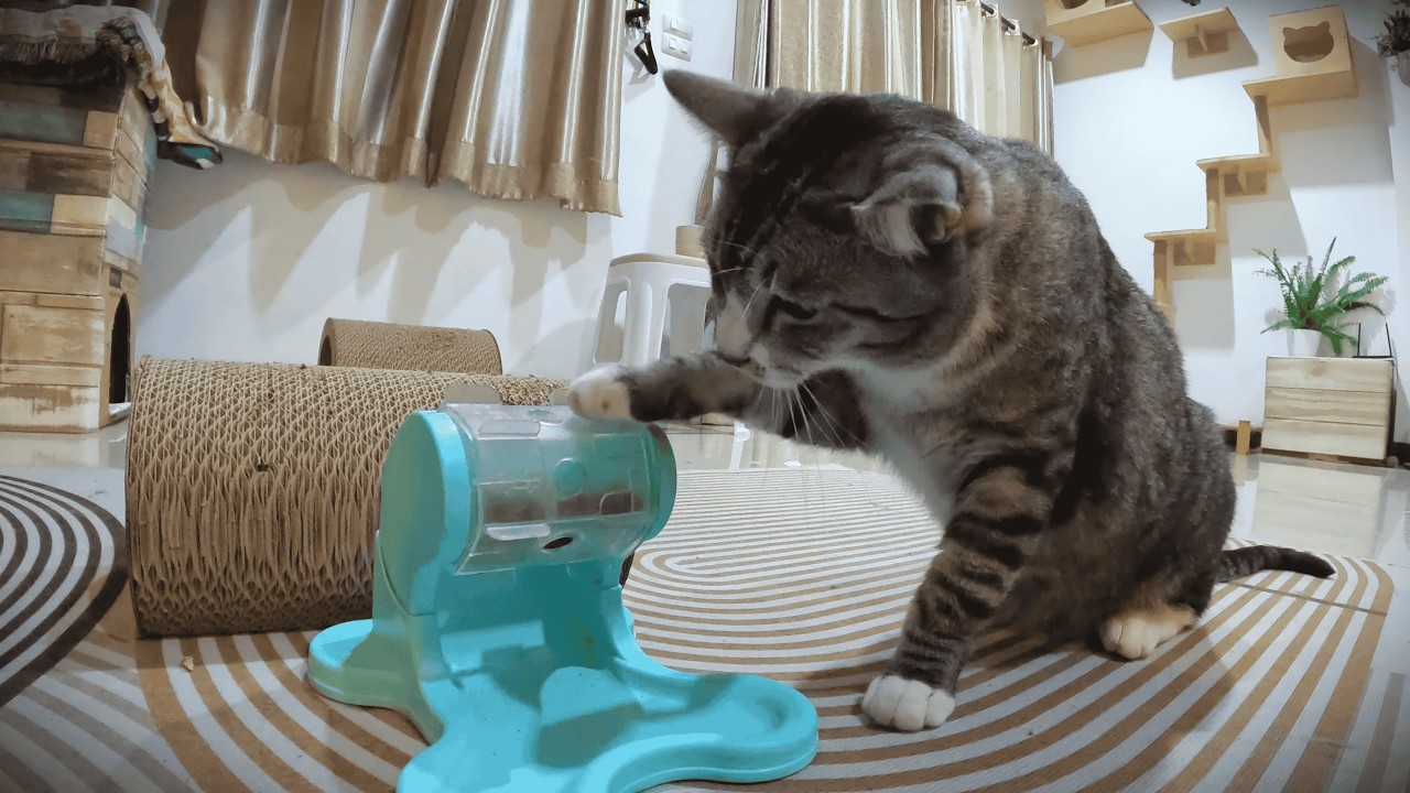 10 Minute Cat Calm | Lucky Learns Snack Dispenser & A New Scratchy Tunnel (LoFi)