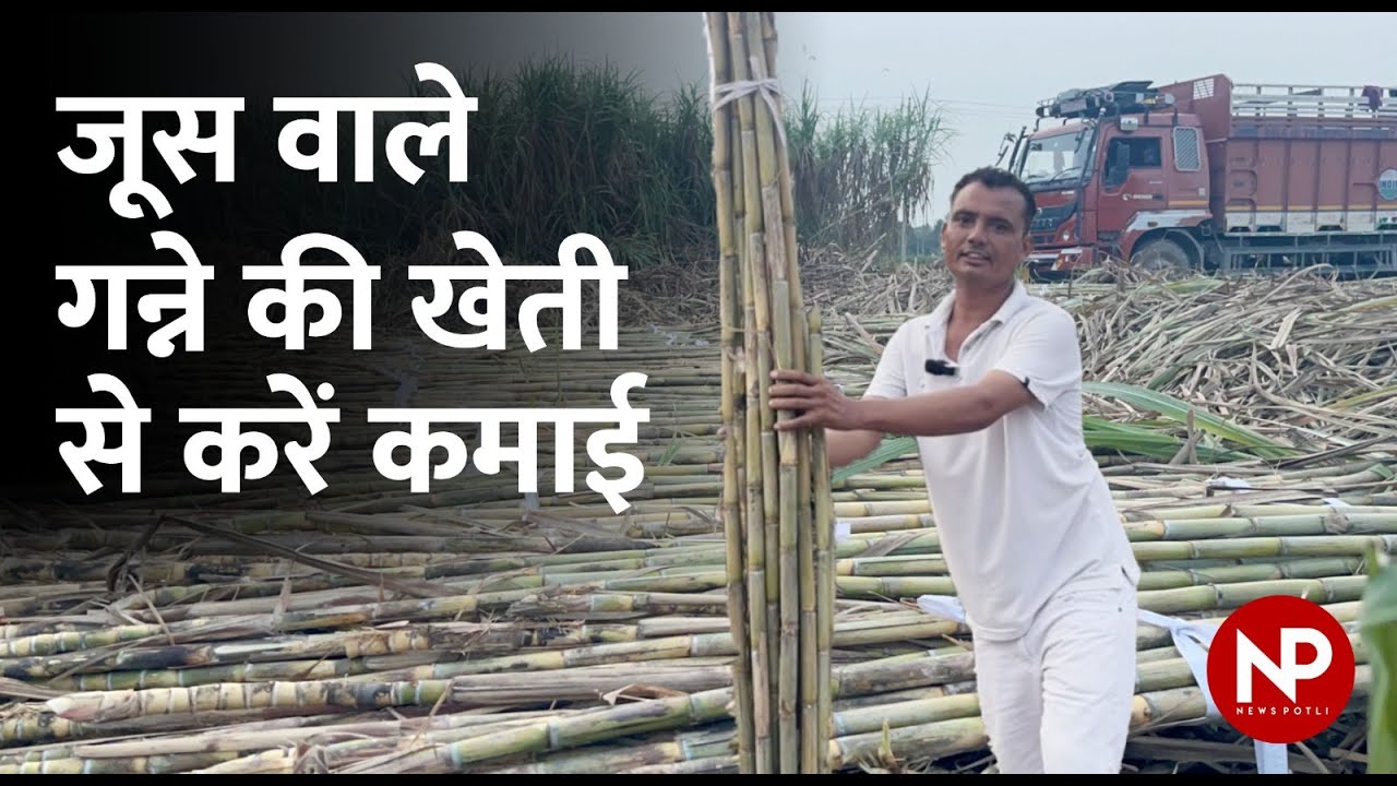 Sugarcane Farming For Juice : जूस वाले गन्ने की खेती कर कमा रहे ये Haryana के ये किसान || News Potli