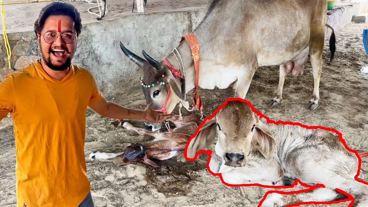 झूमर ने दिया प्यारे बच्चे को जन्म😍😍😍#baawalechorevlogs #cowvlog #jhumarbaby #newcalf #purekankrej