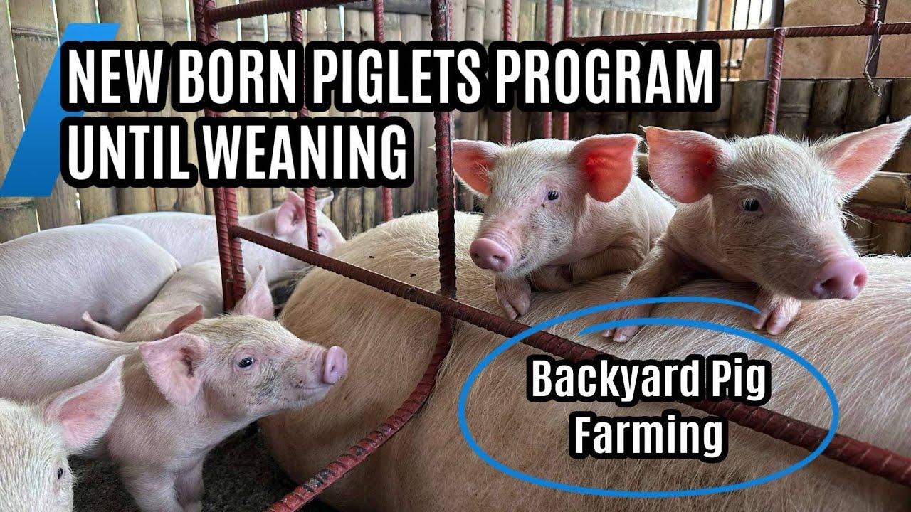 PIG FARMING: New Born Piglets Program Until Weaning