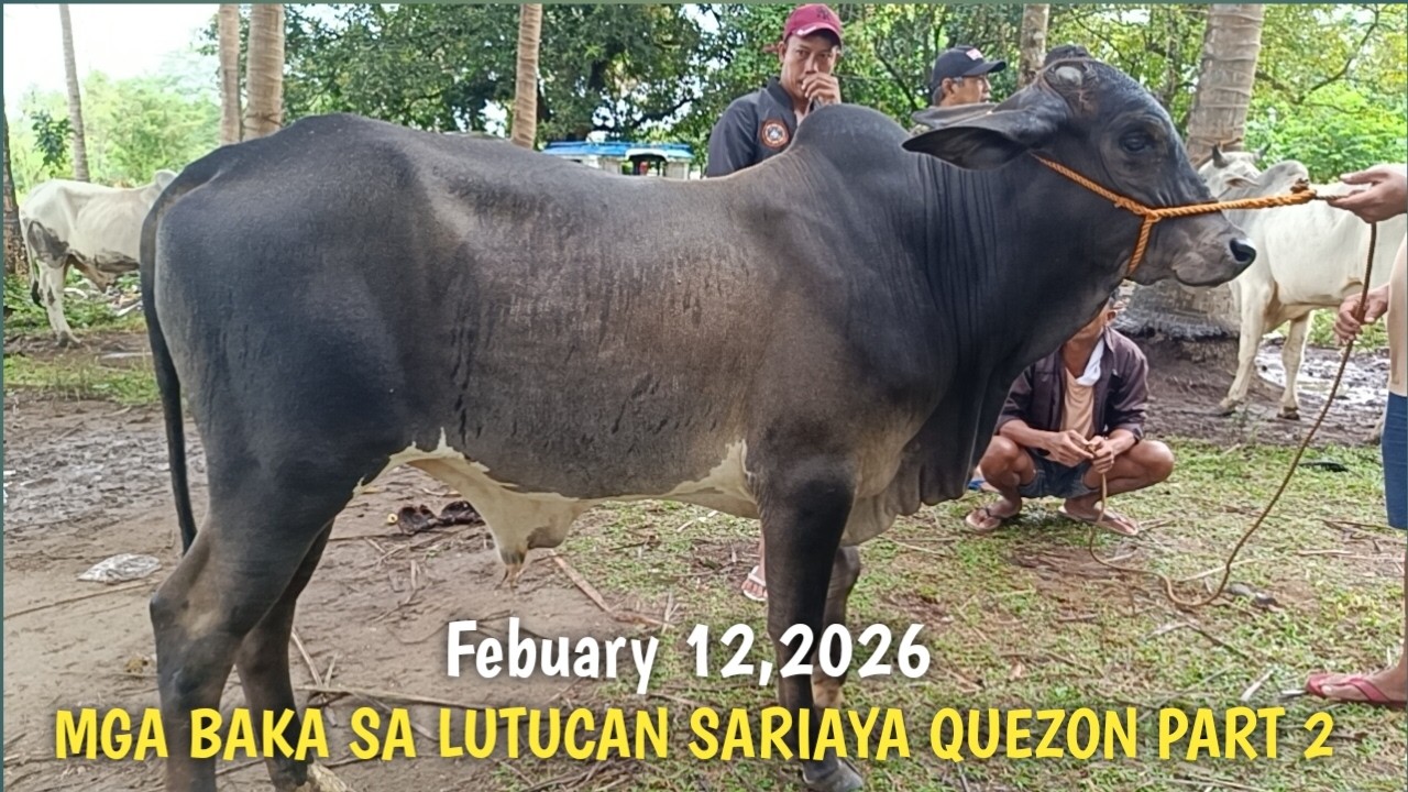 Price Update ng mga Baka sa Sariaya Quezon Part 2