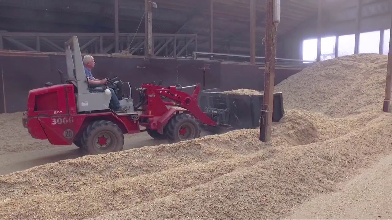 Miscanthus/Elefantengras von der Aussaat bis zur Verarbeitung Ruschwedel