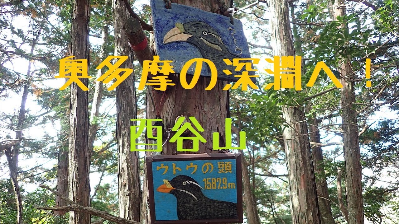 ウトウの頭を越えて奥多摩の深淵へ！タワ尾根～酉谷山&天目山！