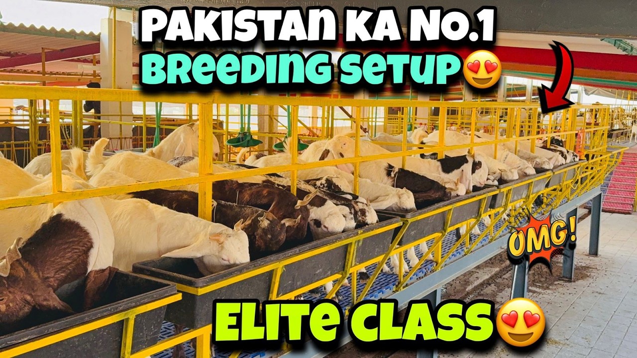 Abul Qasim Goat Farm Vlog ❤️ Pure Breeds Goats, Advanced Breeding Setup & Lamp Show🐐 🔥 Qurbani 2026