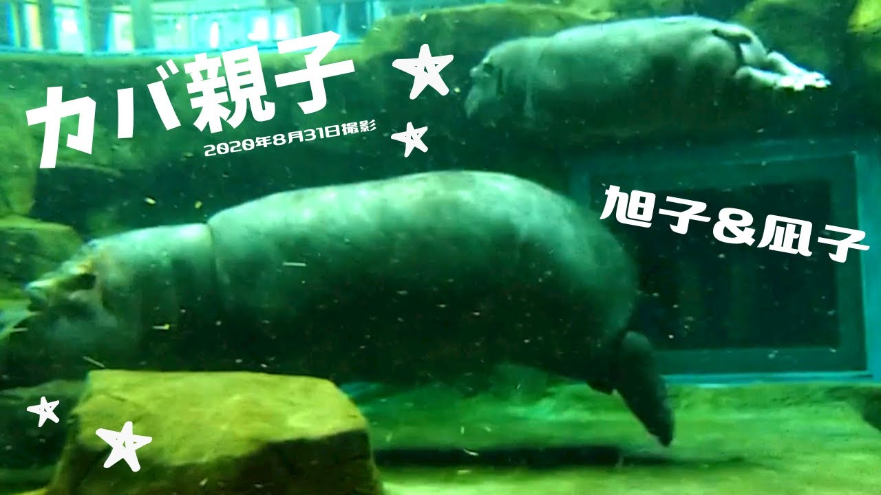 カバ親子　旭子&凪子　2020年8月31日撮影